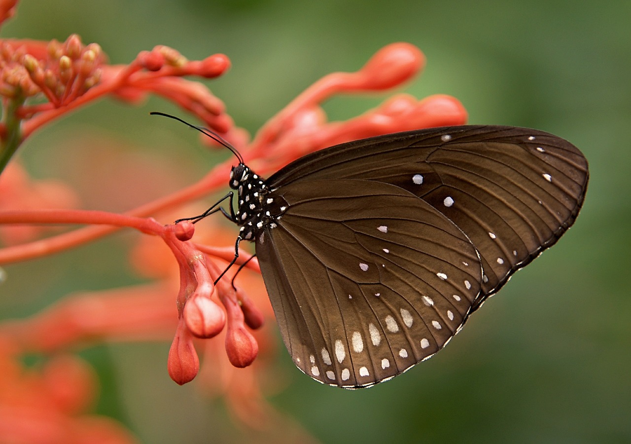 motyl
