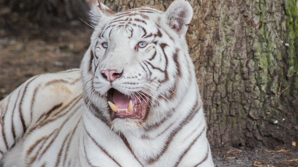 Surya Bára porodila v ZOO Liberec bílá tygřata