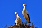 120 ha přírody? Navštivte Podkrušnohorský zoopark