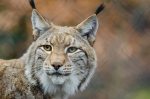 120 ha přírody? Navštivte Podkrušnohorský zoopark