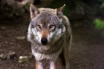 120 ha přírody? Navštivte Podkrušnohorský zoopark
