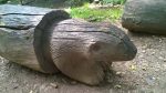 120 ha přírody? Navštivte Podkrušnohorský zoopark