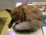 Muzeum přírodních věd Muse v italském Trentu