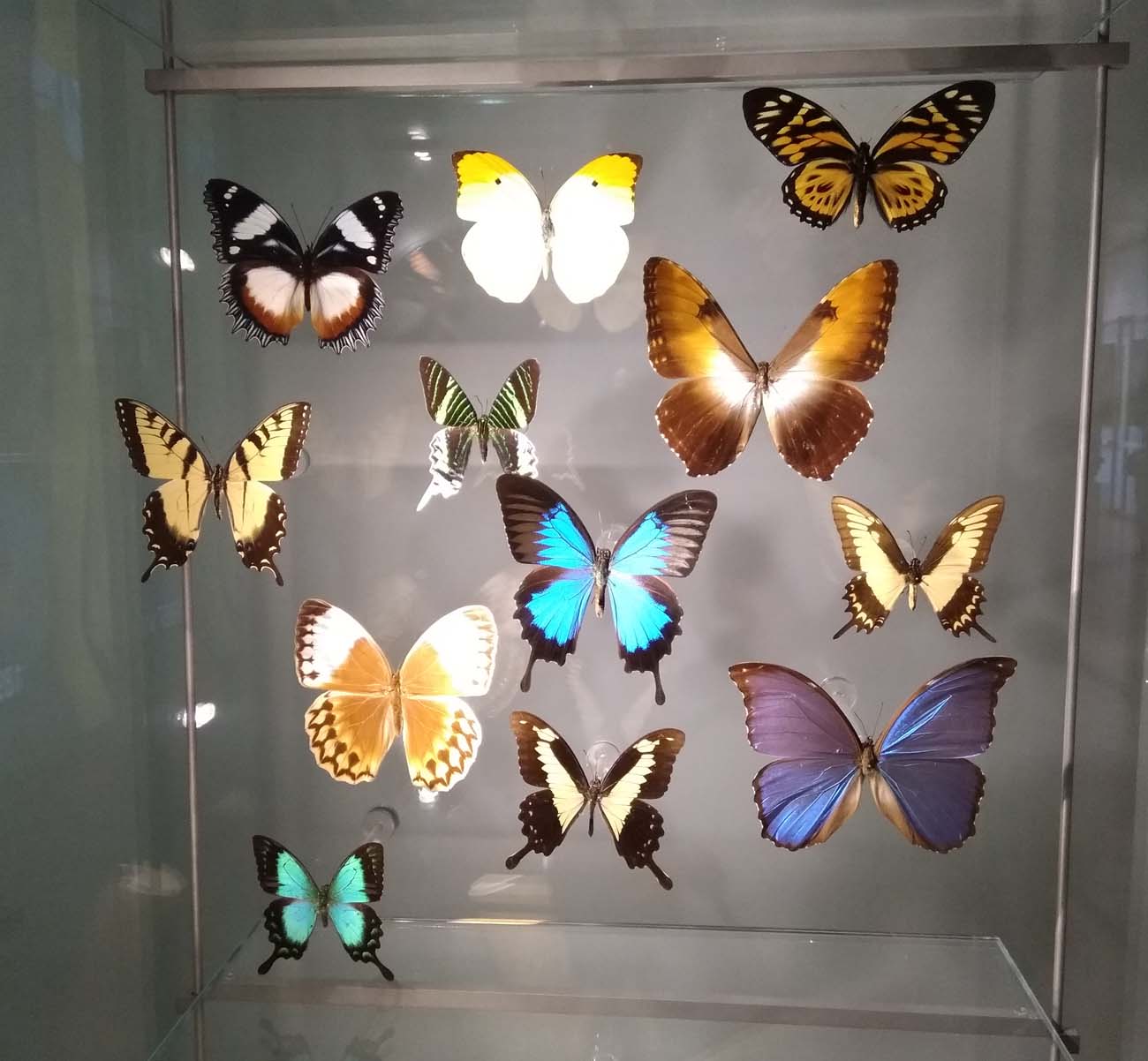 Muzeum přírodních věd Muse v italském Trentu